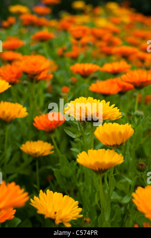 Calendula Officinalis, Topf Ringelblumen in Blüte Stockfoto