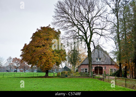 Den Niederlanden, in der Nähe von Ootmarsum. Pferde, Bauernhof. Herbstfärbung. Stockfoto