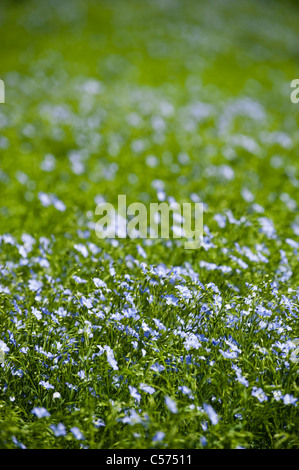 Bereich der Leinsamen oder gemeinsame Lein, Linum Usitatissimum in Blüte in die Cotswolds, England, Vereinigtes Königreich Stockfoto