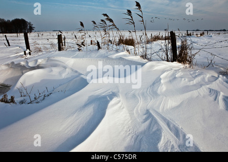 Niederlande, Staphorst, Winter, Snowmound im Feld. Gänse fliegen. Stockfoto