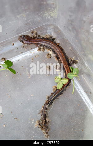 Nahaufnahme Detail einer nordamerikanischen Salamander Eidechse. Geringe Schärfentiefe. Stockfoto