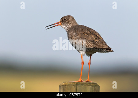 Ein Erwachsener Rotschenkel auf der Hut im frühen Morgenlicht Stockfoto