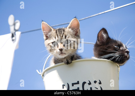 Kätzchen auf der Wäscheleine Stockfoto