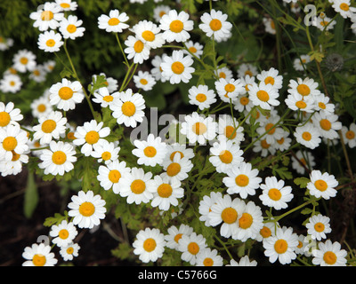 Das Mutterkraut Tanacetum Parthenium, einheimischen Wildblumen Stockfoto