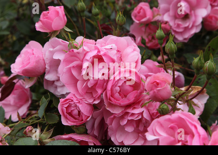 Rosa Bonica, rosa Bodendecker modernen Strauch-rose Stockfoto