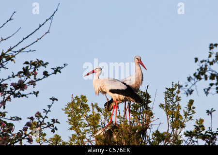 Die Niederlande, Jonen, Störche auf erwartete Nest. Stockfoto