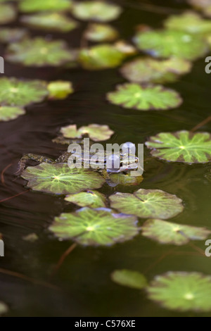 Der Niederlande, Blokzijl, Pool Frosch, außer Lessonae. Stockfoto