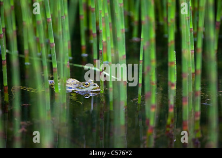 Der Niederlande, Blokzijl, Pool Frosch, außer Lessonae. Stockfoto