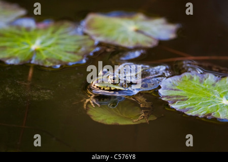 Der Niederlande, Blokzijl, Pool Frosch, außer Lessonae. Stockfoto