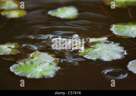 Der Niederlande, Blokzijl, Pool Frosch, außer Lessonae. Stockfoto