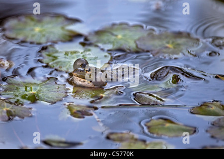 Die Niederlande, Blokzijl, Quaken Pool Frosch, außer Lessonae. Stockfoto