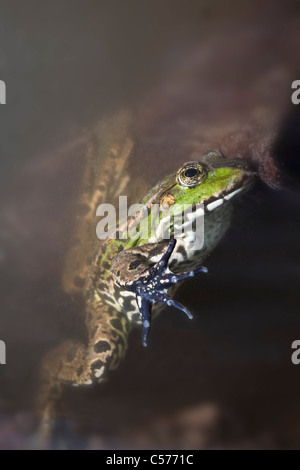 Der Niederlande, Blokzijl, Pool Frosch, außer Lessonae. Stockfoto