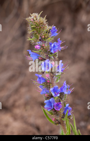 Viper Bugloss Echium Vulgare Pflanze in Blüte, Nahaufnahme von Blumen Stockfoto