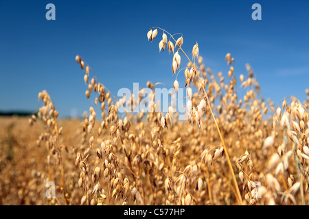 Reife Hafer gegen blauen Himmel Stockfoto