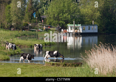 Niederlande, Zalk, Hausboot in Fluss IJssel genannt. Kühe trinken. Stockfoto