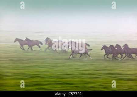 Die Niederlande, Zalk, junge Pferde laufen im Morgennebel. Stockfoto