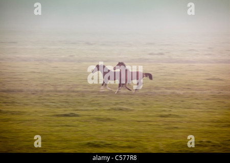 Die Niederlande, Zalk, junge Pferde laufen im Morgennebel. Stockfoto