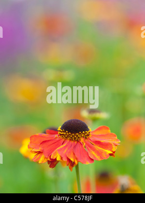 Helenium "Sahin frühen Blumen". Sneezeweed Blume Stockfoto