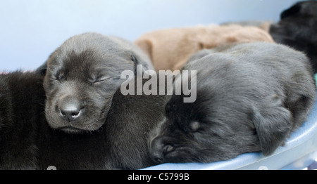 Labrador Welpen schlafen in einem Stapel Stockfoto