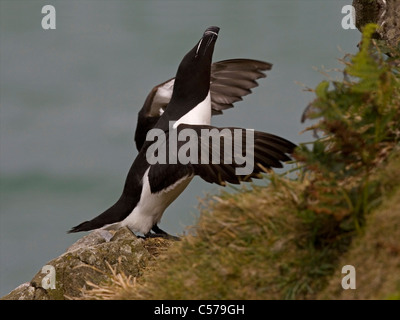 Tordalk mit Flügeln angehoben Stockfoto