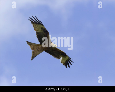 Rotmilan im Flug Stockfoto