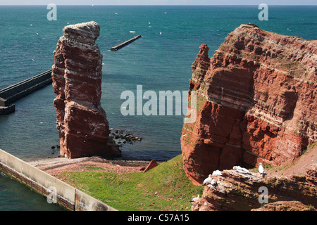 Vogelfelsen mit Wahrzeichen "Lange Anna" ("hohe Anna") auf der Insel Helgoland (Helgoland) Stockfoto