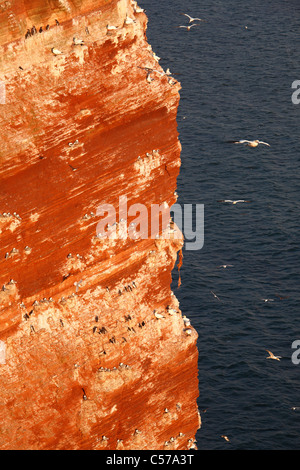 Vogelfelsen mit Wahrzeichen "Lange Anna" ("hohe Anna") auf der Insel Helgoland (Helgoland) Stockfoto