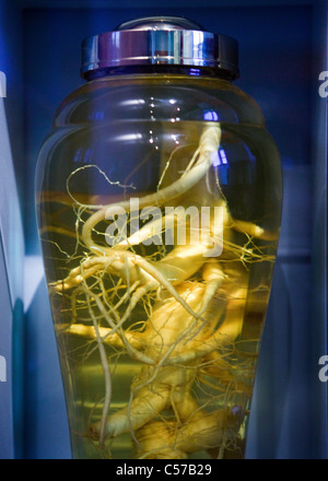 Insamju - traditionelle koreanische medizinischen Alkohol gemacht mit ginseng Stockfoto