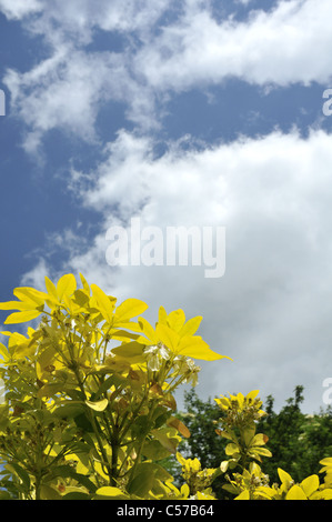 Choisya Ternata 'Sundance' (mexikanische Orangenblüten) Stockfoto