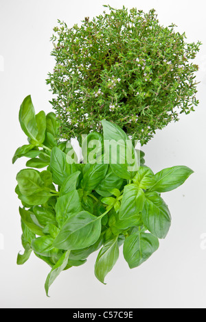 frischem Basilikum und frischer Thymian in einer vase Stockfoto
