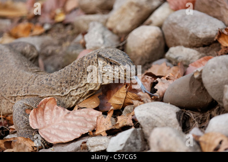 Monitor Lizard Portrait bei Jim Corbett Tiger Reserve, Indien. Stockfoto