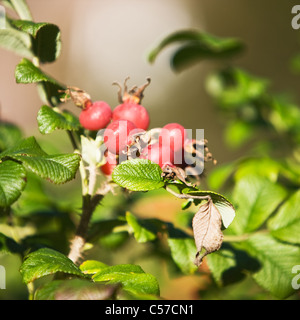 Rote Hagebutten auf Bush im Sonnenlicht Stockfoto