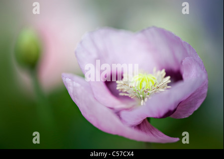 Papaver Somniferum - Schlafmohn Stockfoto