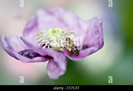 Papaver Somniferum - Schlafmohn mit einer Biene Blütenstaub zu sammeln Stockfoto