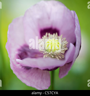 Papaver Somniferum - Schlafmohn Stockfoto