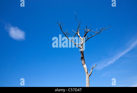 Ein einzelner blattlosen Baum steht gegen die lebendige blauen Sommerhimmel mit einem einzigen weißen Wolke, Schottland, UK Stockfoto