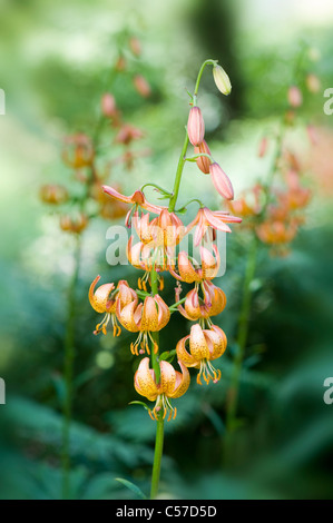 Lilium X Dalhansonii "Marhan" - Turk Kappe Lilie oder Martagon-Lilie Stockfoto