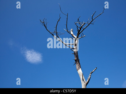 Ein einzelner blattlosen Baum steht gegen die lebendige blauen Sommerhimmel mit einem einzigen weißen Wolke, Schottland, UK Stockfoto