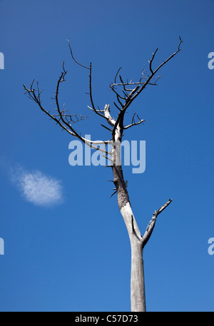 Ein einzelner blattlosen Baum steht gegen die lebendige blauen Sommerhimmel mit einem einzigen weißen Wolke, Schottland, UK Stockfoto