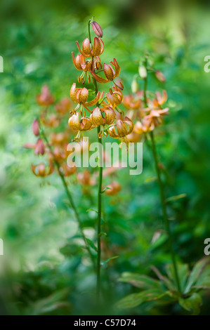 Lilium X Dalhansonii "Marhan" - Turk Kappe Lilie oder Martagon-Lilie Stockfoto