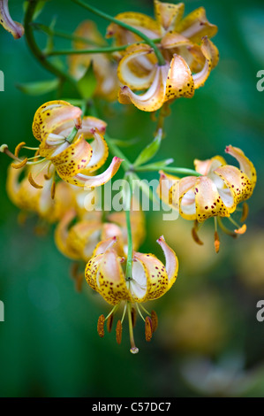 Lilium X Dalhansonii "Marhan" - Turk Kappe Lilie oder Martagon-Lilie Stockfoto