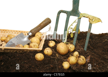 Neue Kartoffeln im Boden mit Korb, Garten Kelle und Gabel frisch gegraben Stockfoto