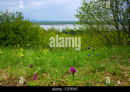 Tagliamento, Italien, Europa, Friaul-Julisch Venetien, Fluss, Fluss, Fluss, Bäume, Wiese, Blumen, Orchideen, Orchideen Stockfoto