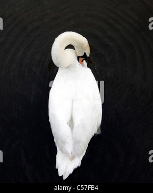 Eine Draufsicht auf einen weißen Höckerschwan als es Pflaumen selbst beim Sonnen sich in einen Fluss auf einen warmen Sommer Abendsonne Stockfoto