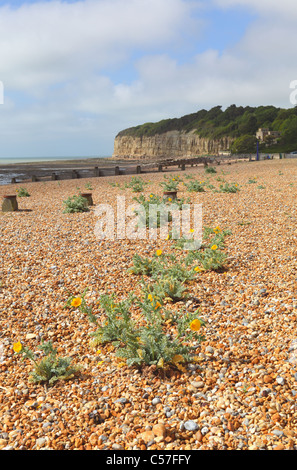 Gelbe gehörnten Mohnblumen (Glaucium Flavum) auf den Kiesstrand auf Pett Ebene, East Sussex, UK, GB Stockfoto
