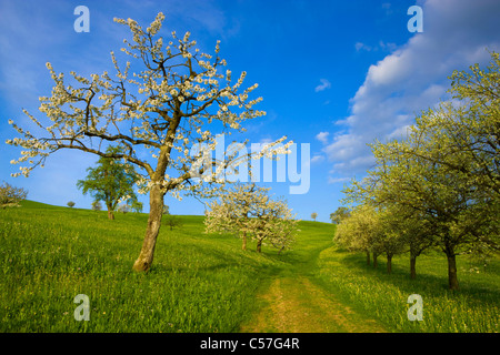 Arboldswil, Schweiz, Europa, Kanton Basel-Landschaft, Wiese, Weg, blühende Obstbäume, Kirschbäume, Frühling Stockfoto