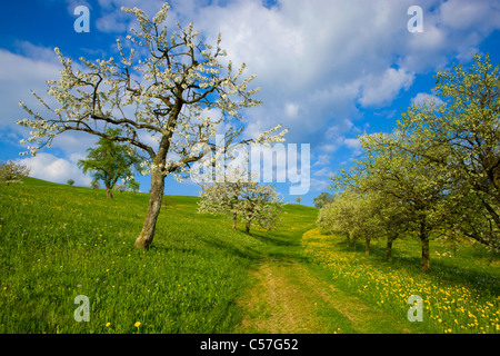 Arboldswil, Schweiz, Europa, Kanton Basel-Landschaft, Wiese, Weg, blühende Obstbäume, Kirschbäume, Frühling Stockfoto