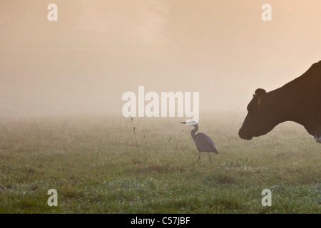 Die Niederlande, Breukelen, Kuh jagen Graureiher im Morgennebel. Stockfoto