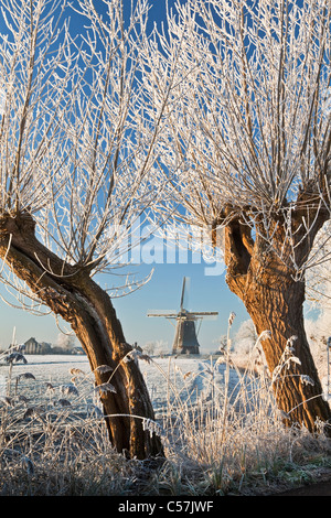 Den Niederlanden, Nigtevecht, Schafe und Windmühle im Schnee. Weiden. Stockfoto