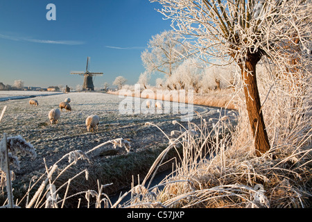Den Niederlanden, Nigtevecht, Schafe und Windmühle im Schnee. Weiden. Stockfoto